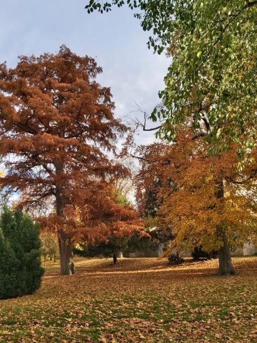 Apartment - Parkblick - Am Buhl'schen Park - Zentrumsnah